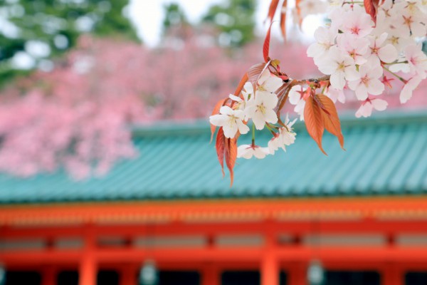 背景ボケと桜