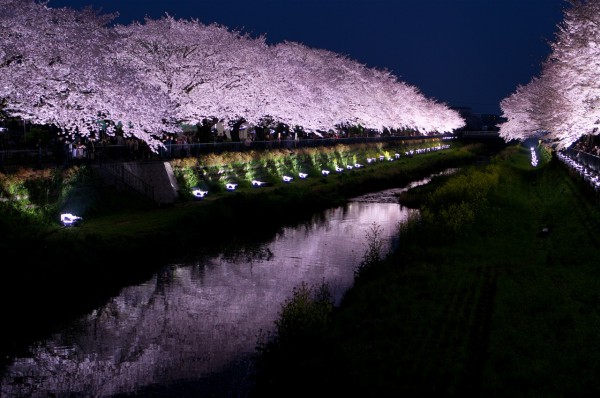 ライトアップ桜
