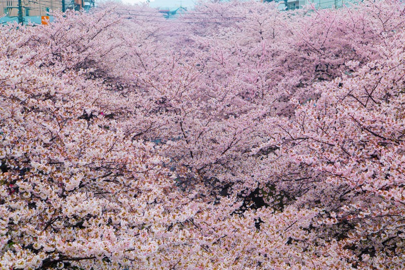一度は見たい絶景 誰もが立ち止まる目黒川の桜並木 ふぉとぷろむな ど