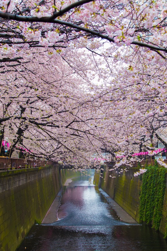 黒川 桜 目 目黒川の桜2022の見頃や開花は？桜まつりやライトアップは？クルーズは？