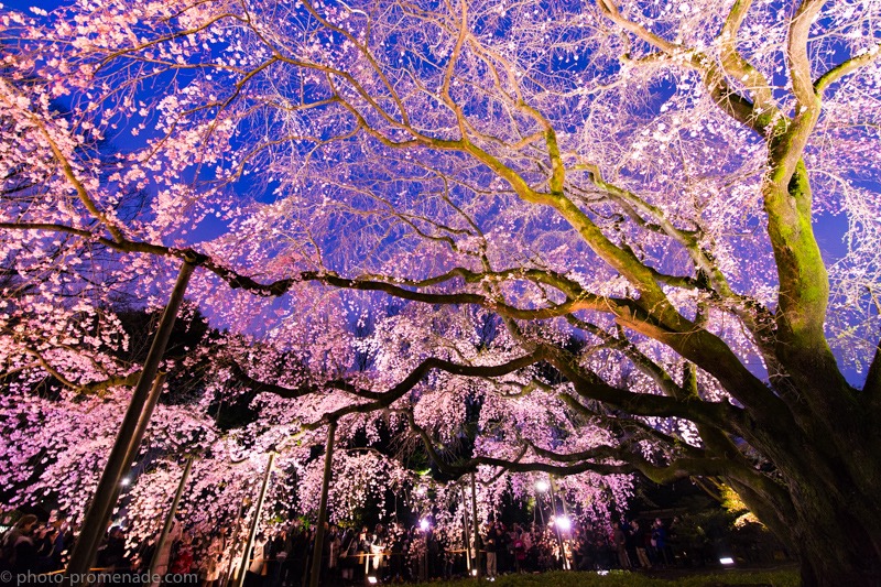 桜を撮りたいから 関東でおすすめの撮影スポット10選 ふぉとぷろむな ど
