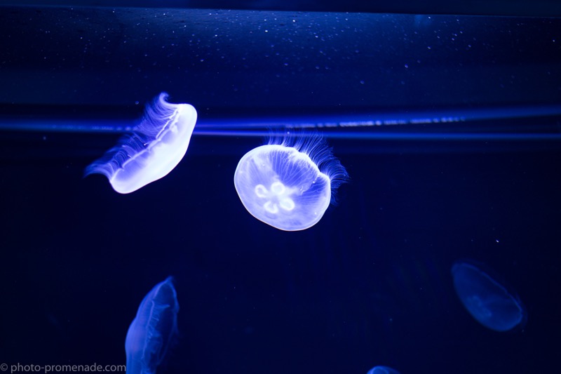 すみだ水族館でクラゲや金魚やいろいろ撮ってきた ふぉとぷろむな ど