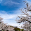 上野恩賜庭園の桜