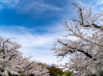 上野恩賜庭園の桜